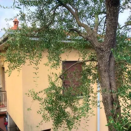 Gli Ulivi *